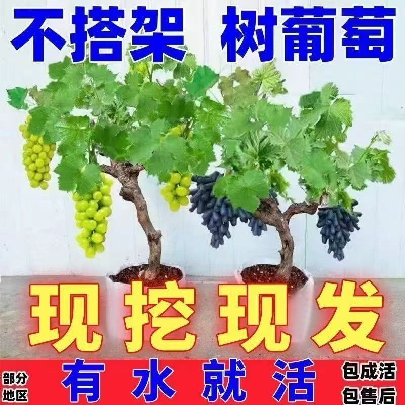 葡萄树苗盆栽地栽南北方种植