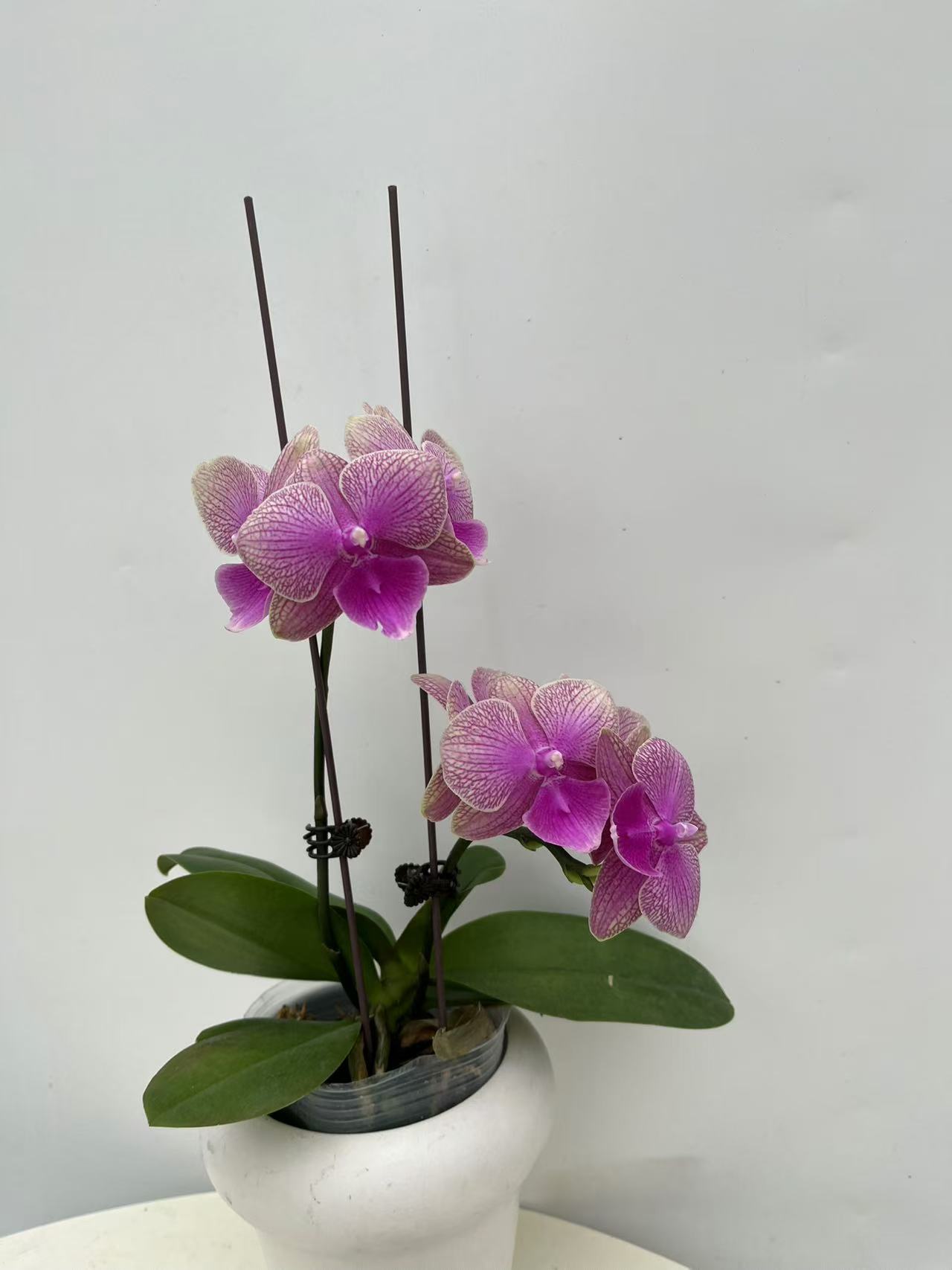 【遇见】梦语花卉培育蝴蝶兰 带香味  桌面款 开花株 无售后