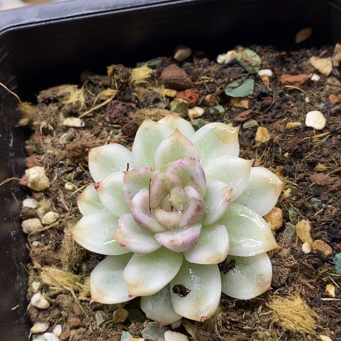 13106 紫水晶宽覆轮锦