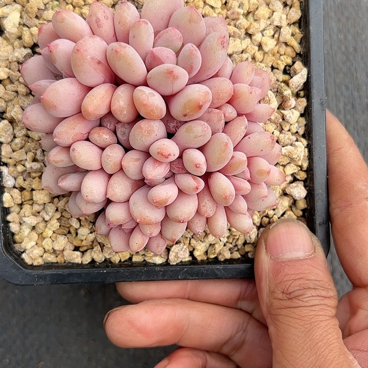 【闪购商品】珍舞奶