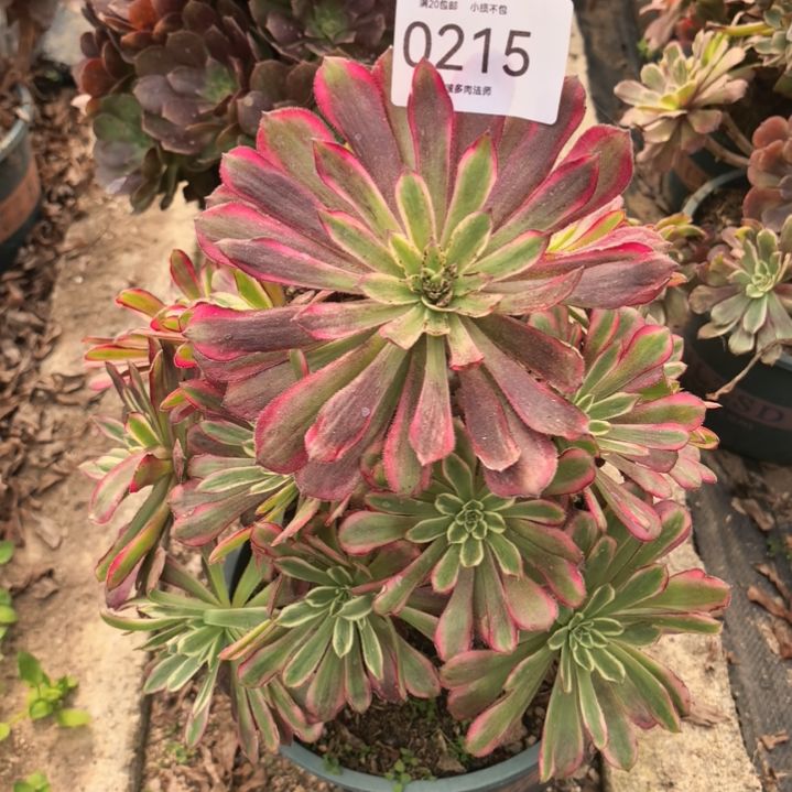 秋***云0215红覆轮多肉植物