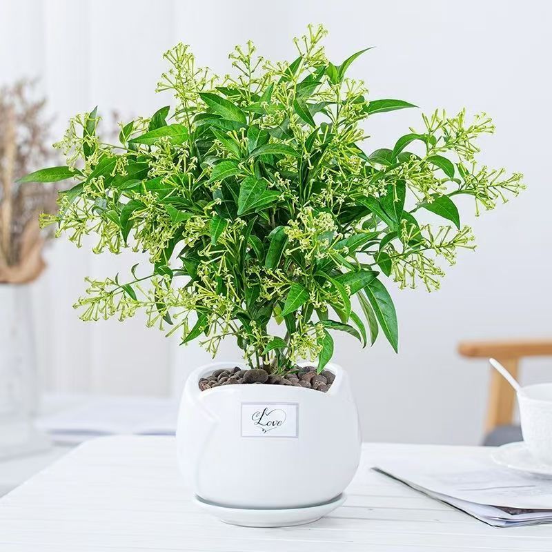 浓香盆栽花香驱蚊四季青开花不断花卉夜来香驱蚊植物花草净化空气