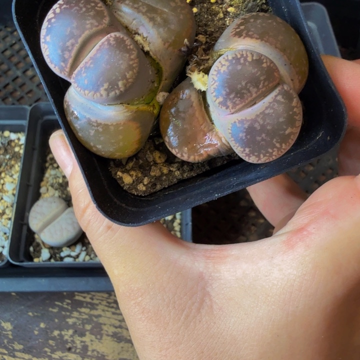 家*多肉植物的生长发育22