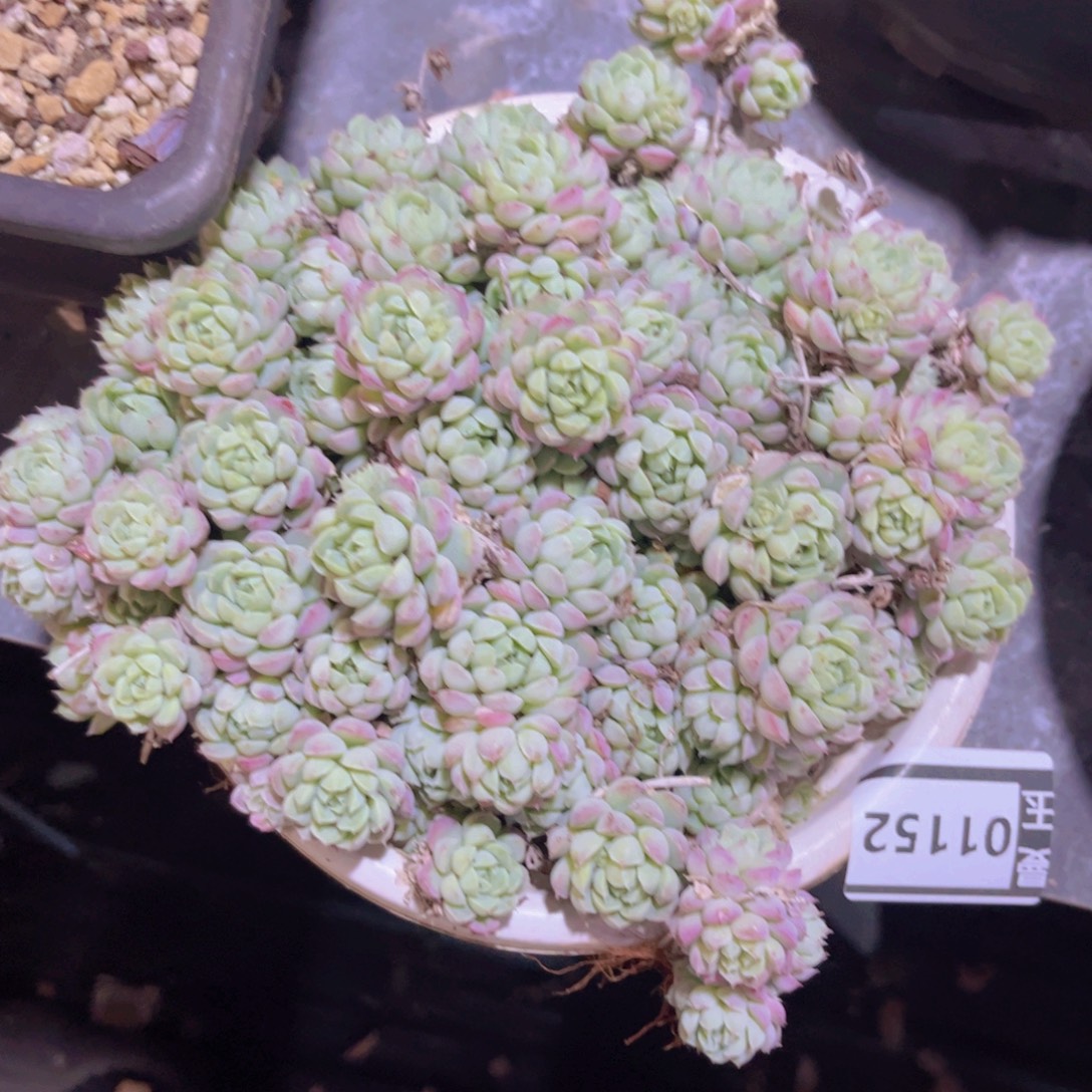 羊脂球01152多肉植物
