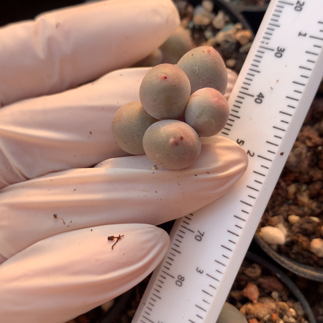 米可奶酪多肉 米可奶