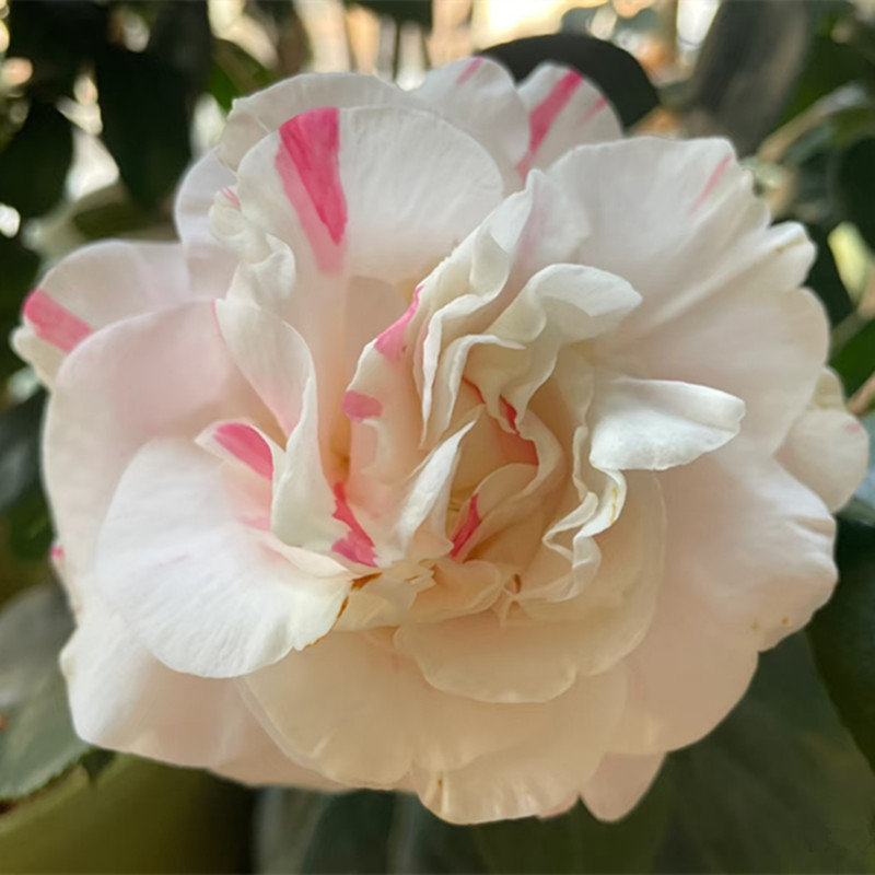 【水晶皇后茶花】洁白花瓣带点皇冠红 带花苞 原生苗