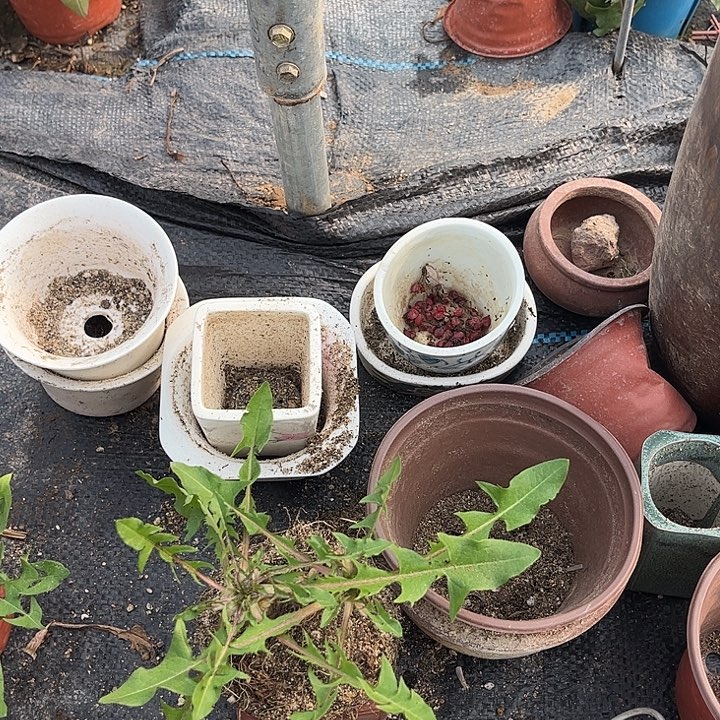 三***～完全开放加个盆加15元包邮