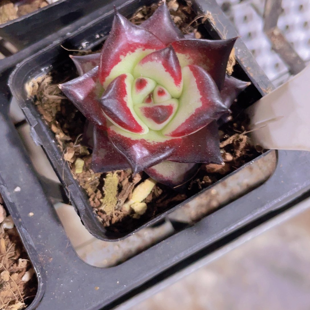 黑潭乌木e089一物一拍