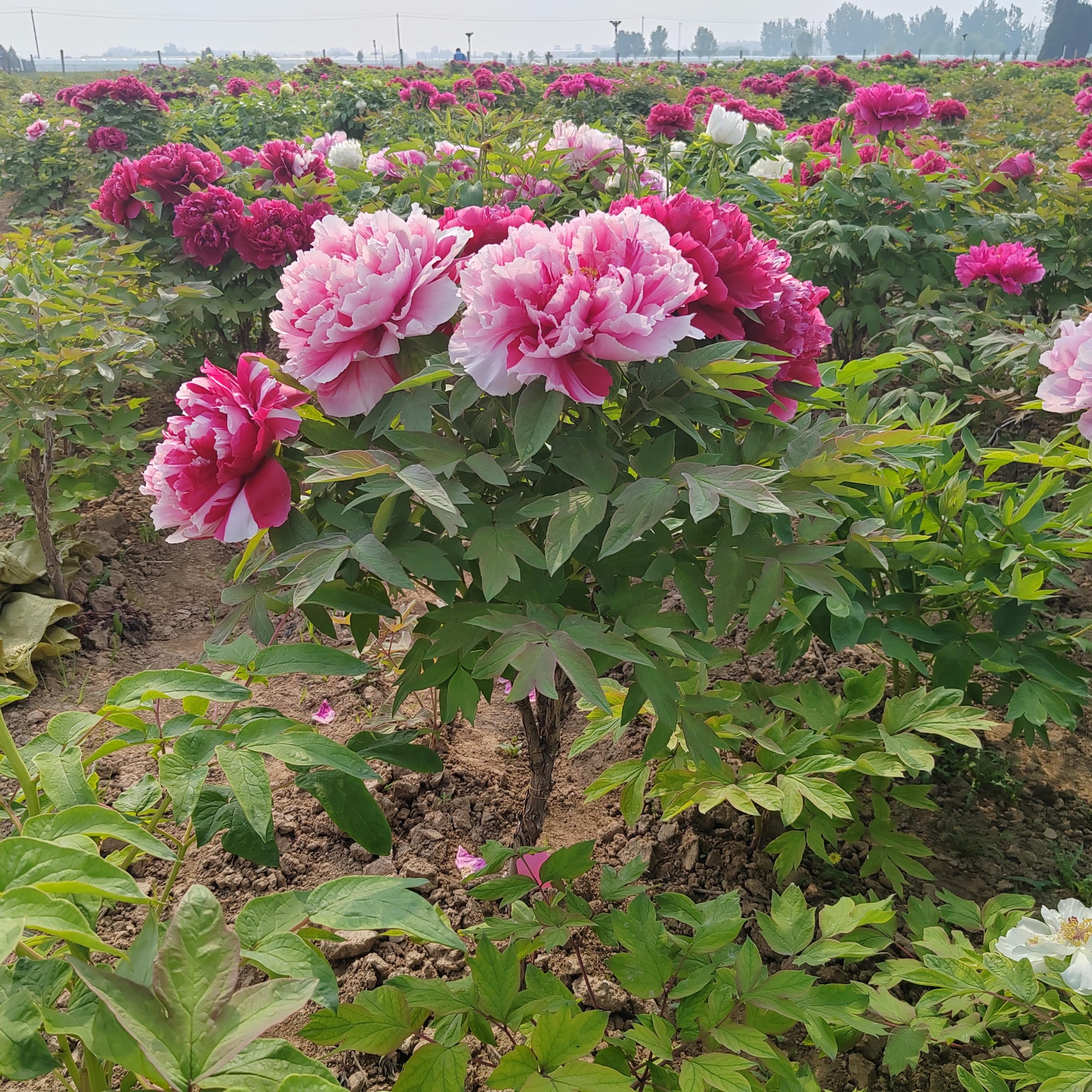 菏泽独杆（干）牡丹树岛锦 