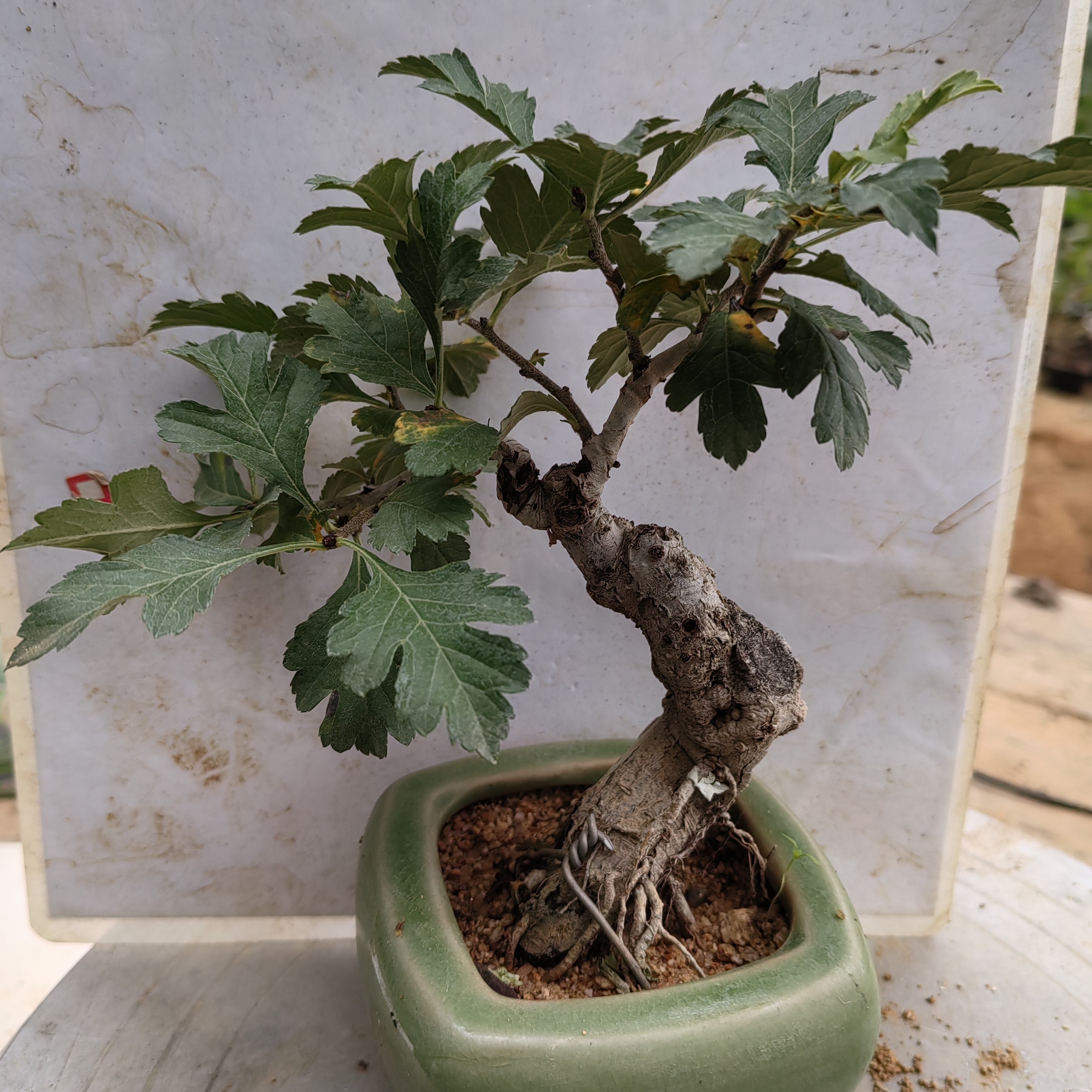 小叶山里红直连接