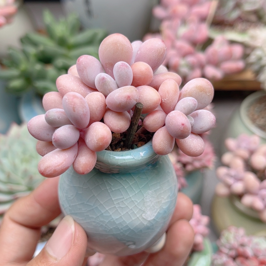 434 桃蛋 带陶瓷盆发货 一物一拍