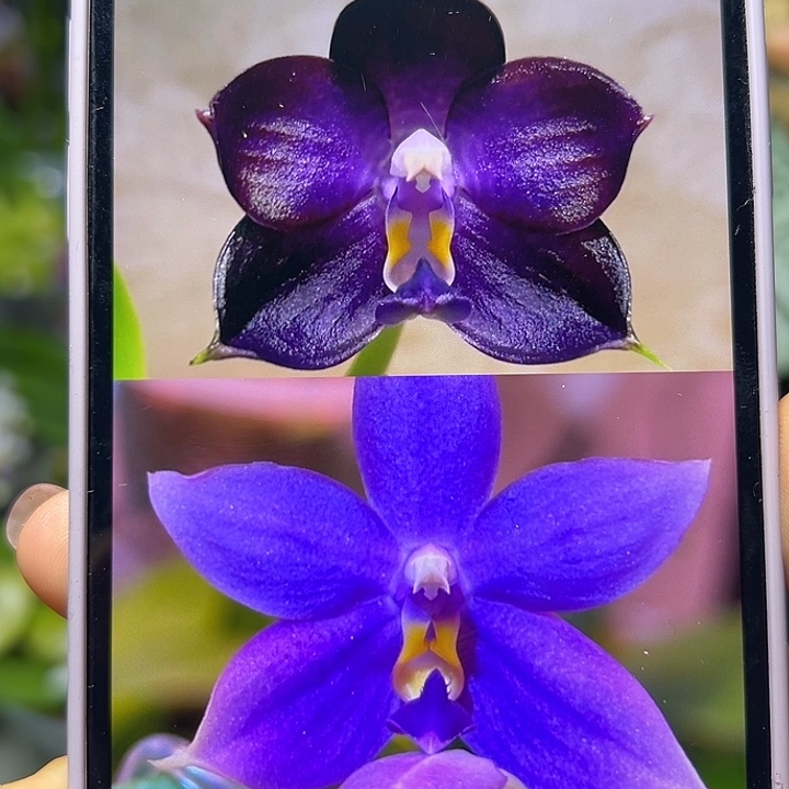 无花朵弥陀蓝鲸交彩虹