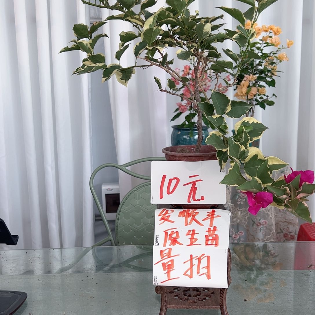 当前无花栽培后可以开花金边看月亮掌中宝一颗