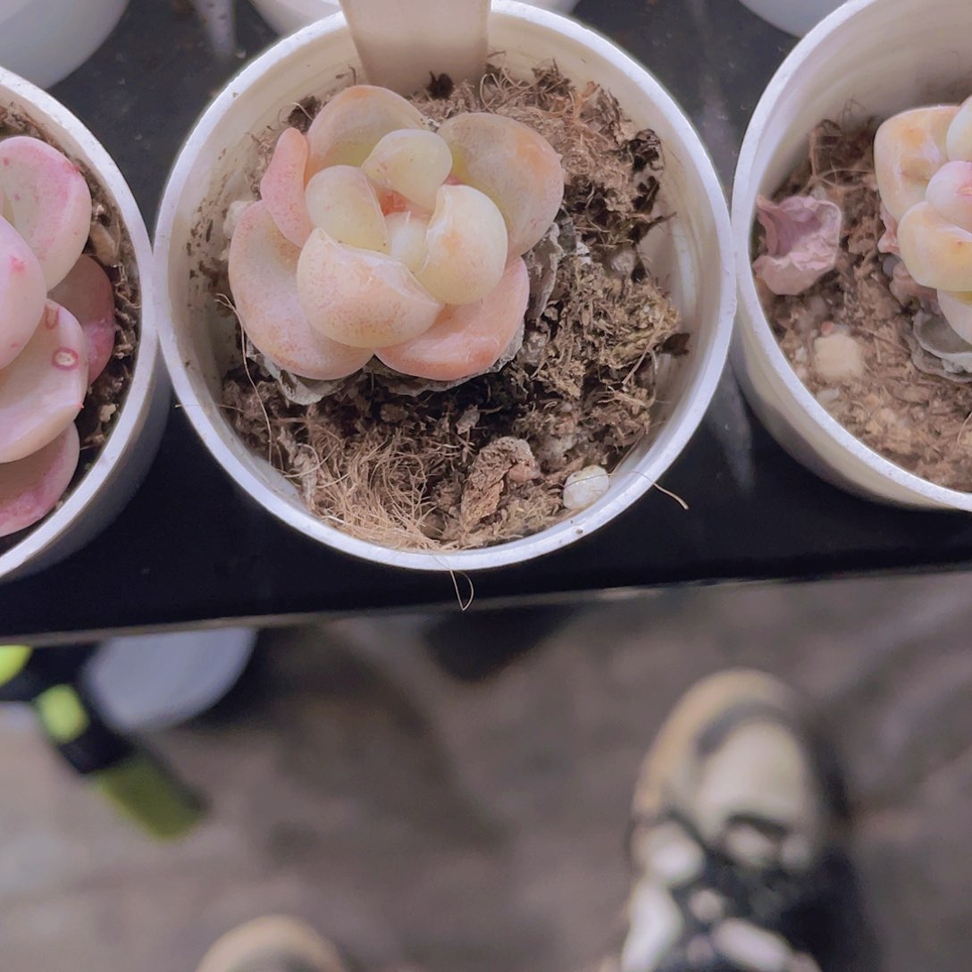 是****！冰玉w077一物一拍