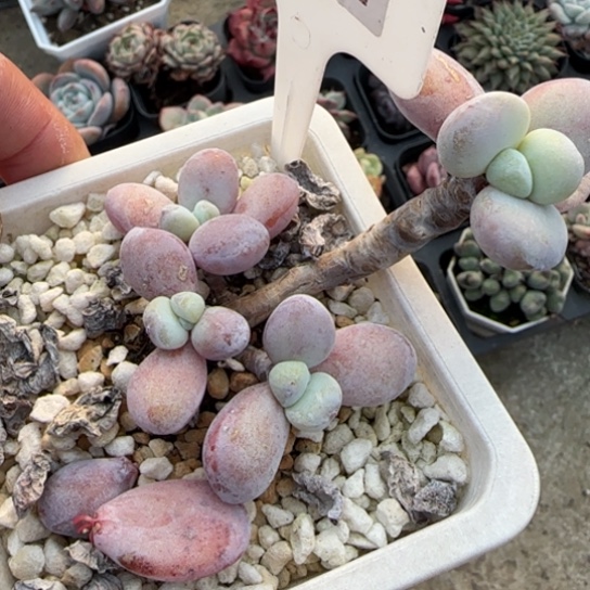 284雪美人多肉植物多