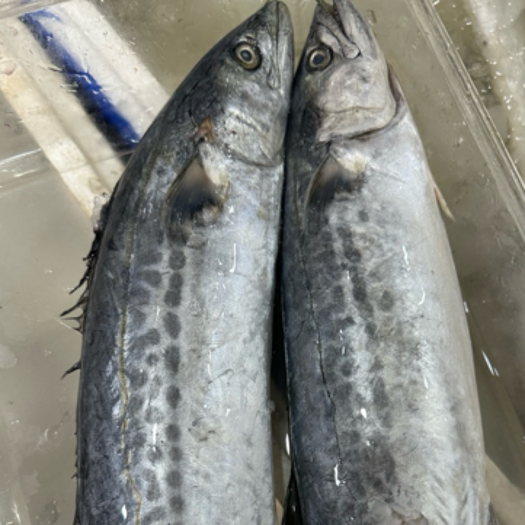 【渤海湾直发】鲅鱼圈本地新鲜鲅鱼