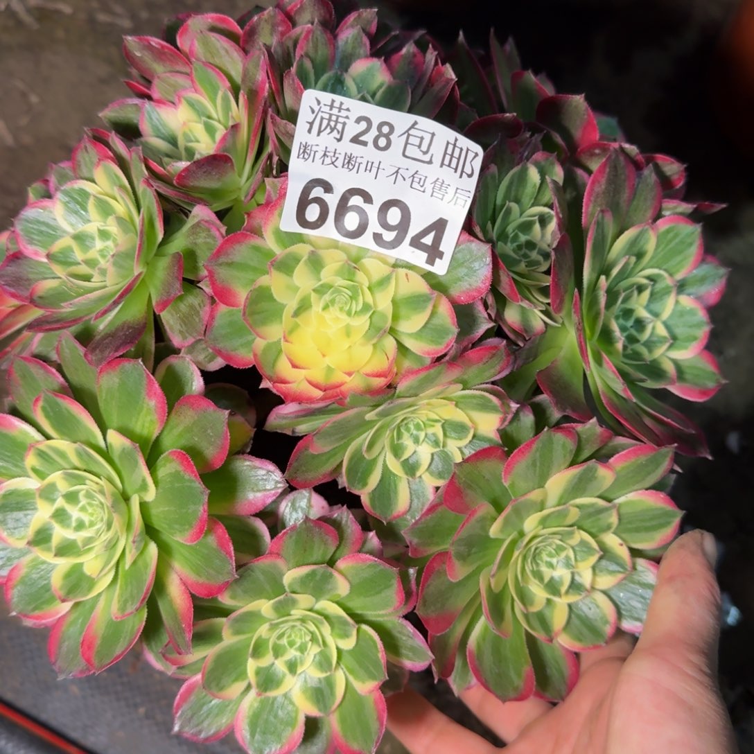 6694海王多肉zhiwu