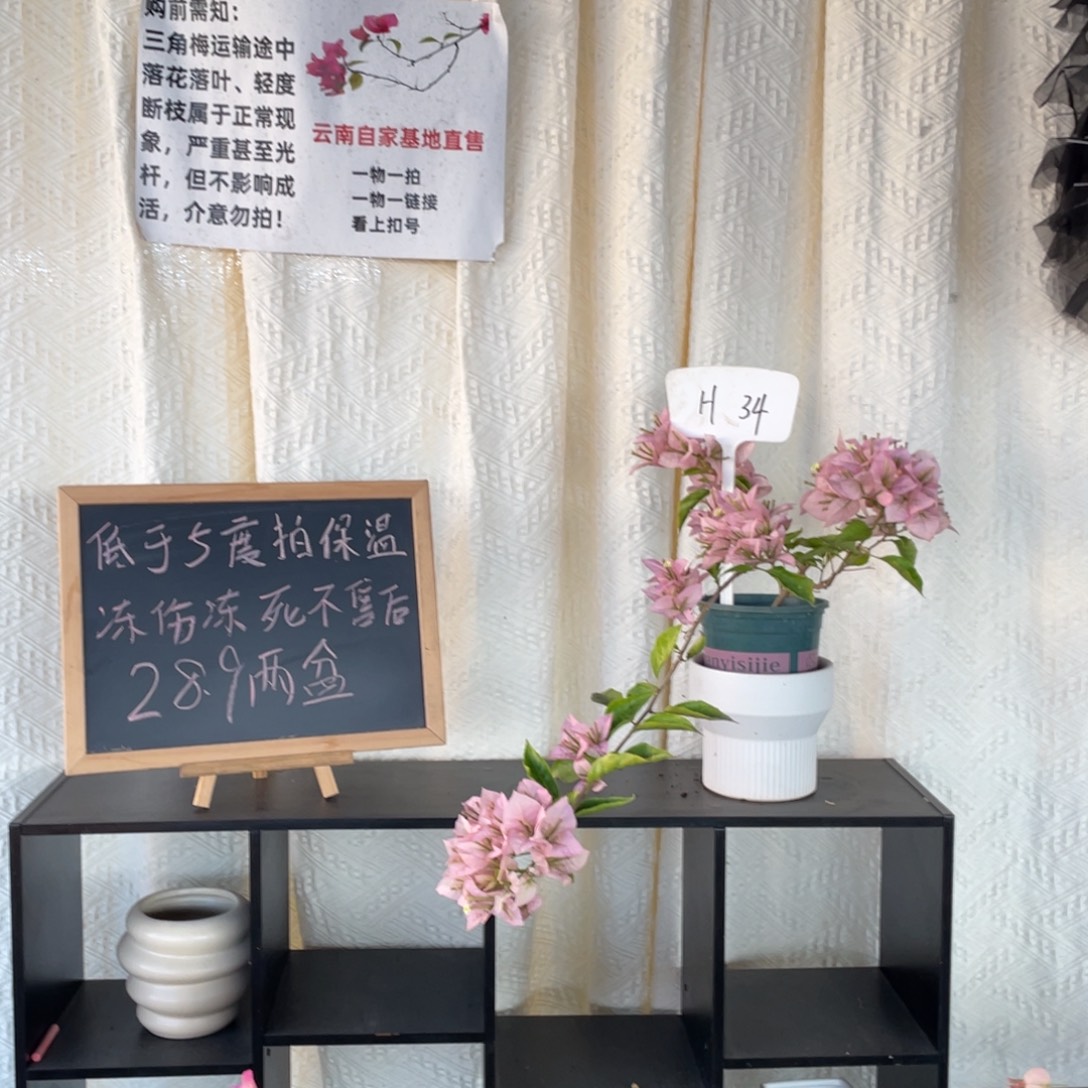 A***a全部花朵粉天使H34