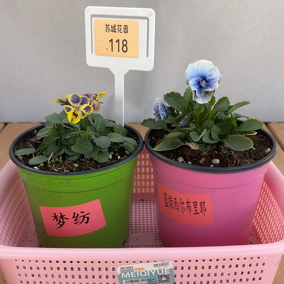 大部分开放少量花苞118