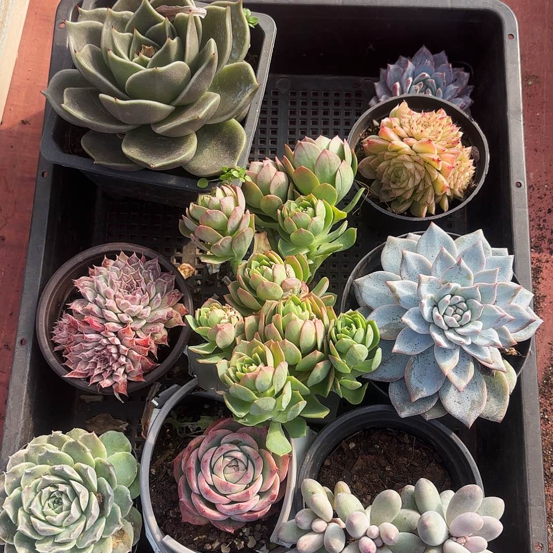 多肉植物宽拍829号