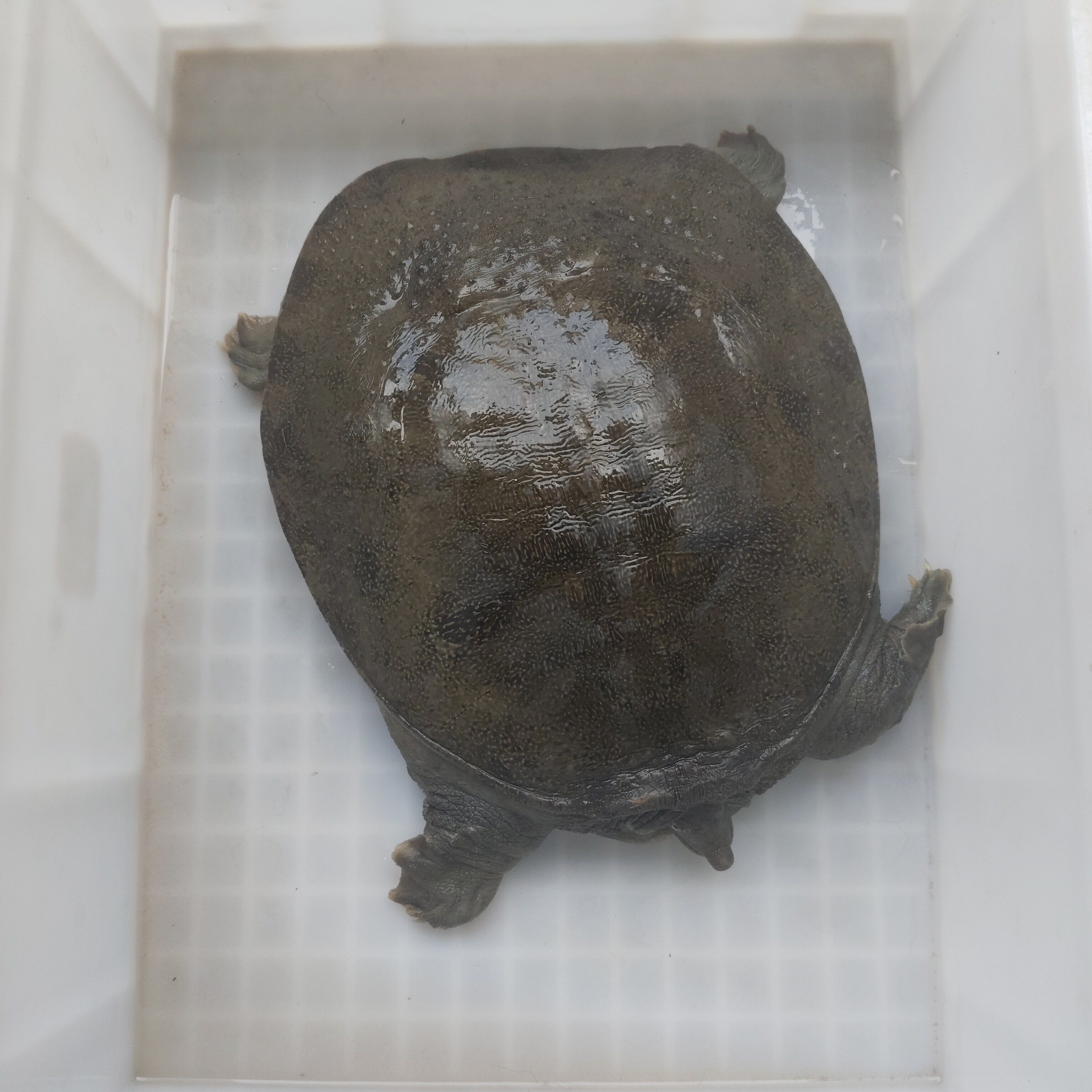 外塘甲鱼鲜活发货生态散养顺丰包邮到家