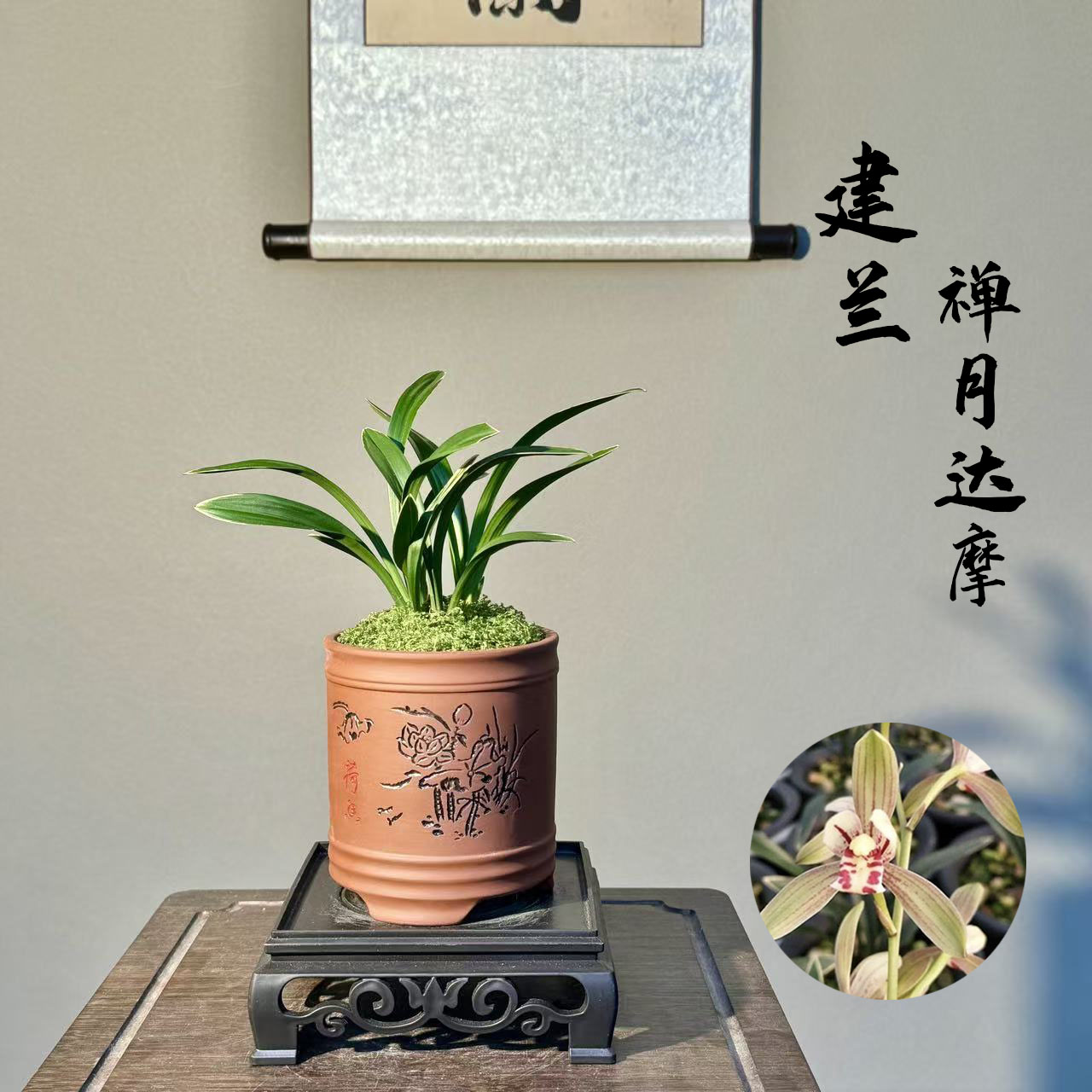 建兰四季禅月达摩国兰3苗不带花室内花卉绿植带盆带底座好养易活