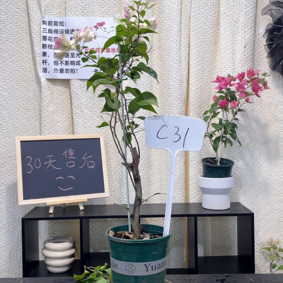阿***～大量花朵（建议范围：8朵-15朵 或40%以上）绿樱C31