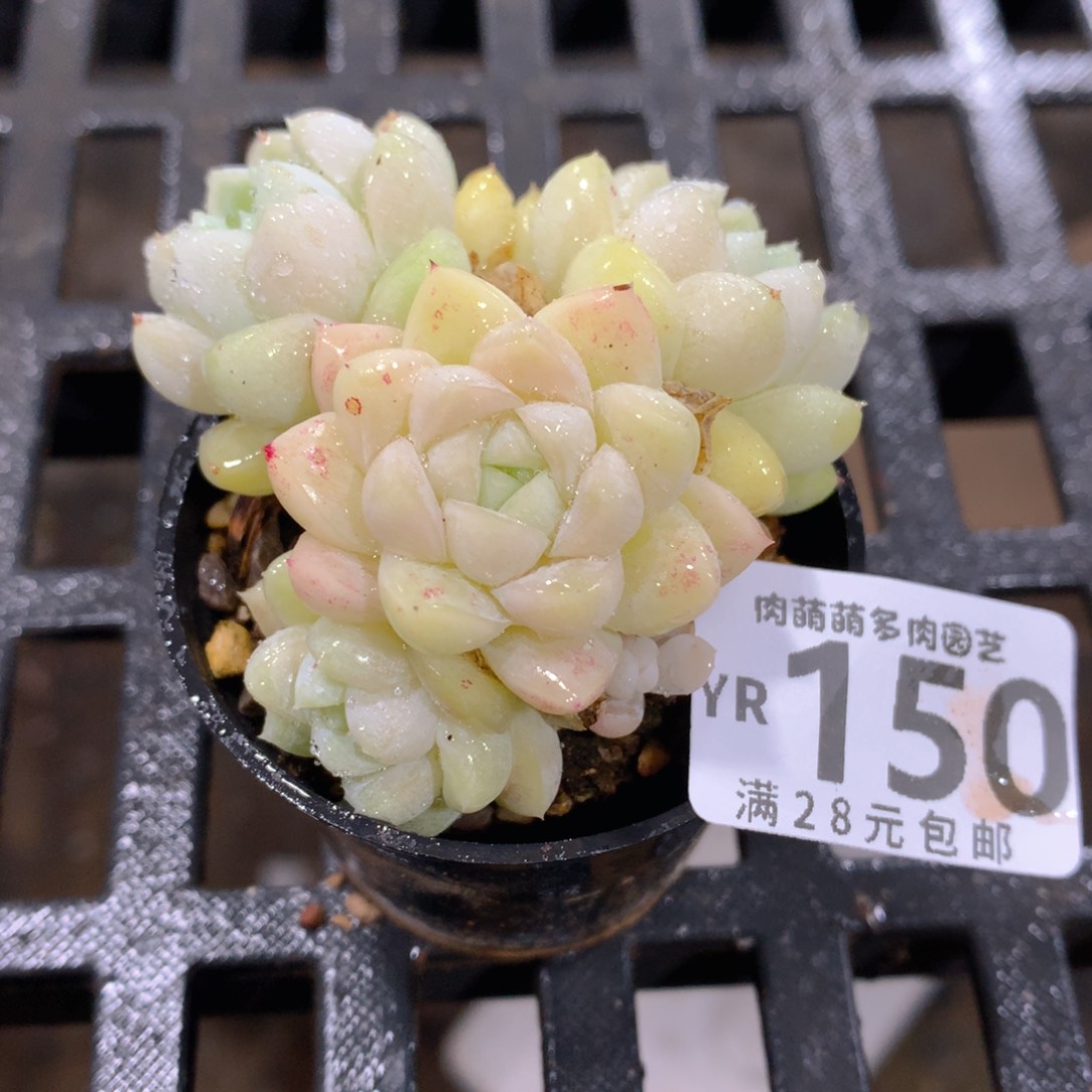肉萌萌拇指盆精控多肉YR150