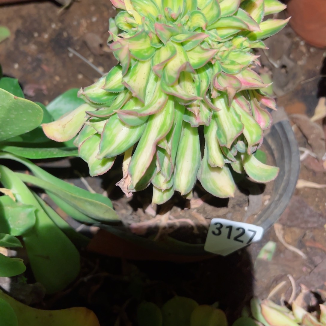 我3127 号多肉植物法师新年福利