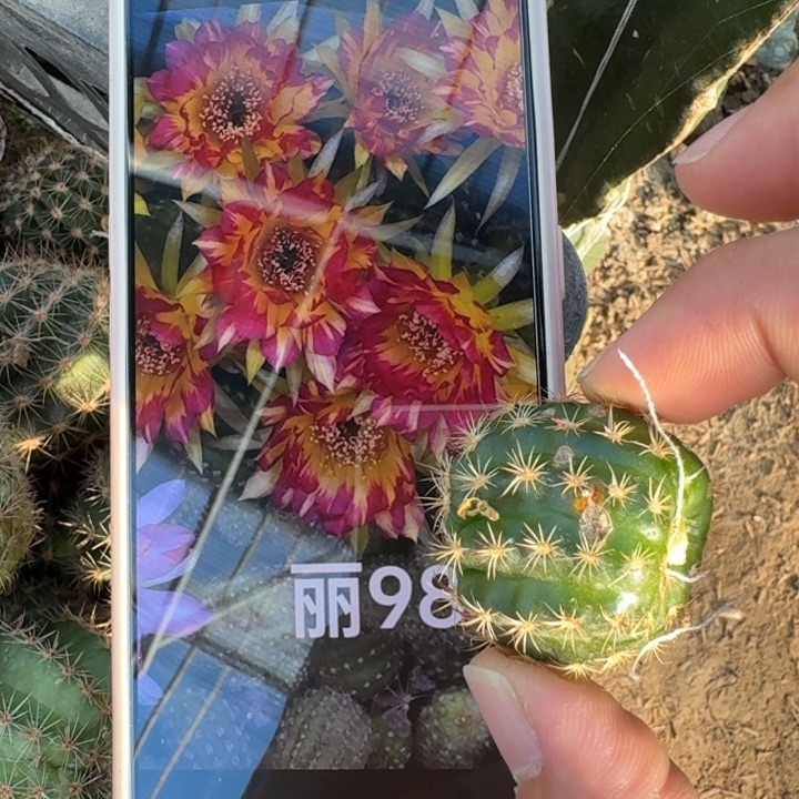 225虫咬丽花98歪3公分左右无根侧牙，20包邮