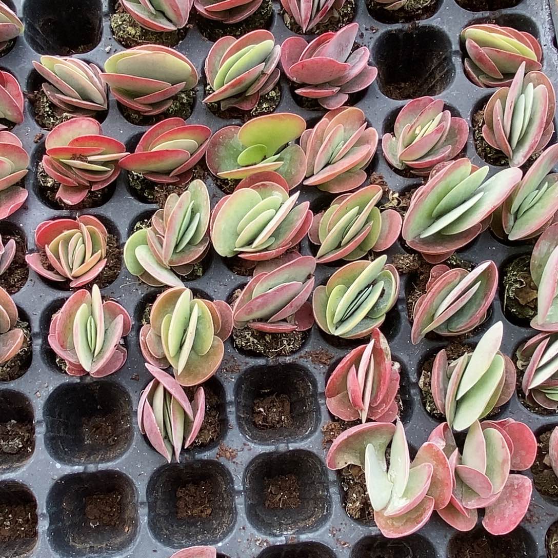 唐印量拍满9.9包邮