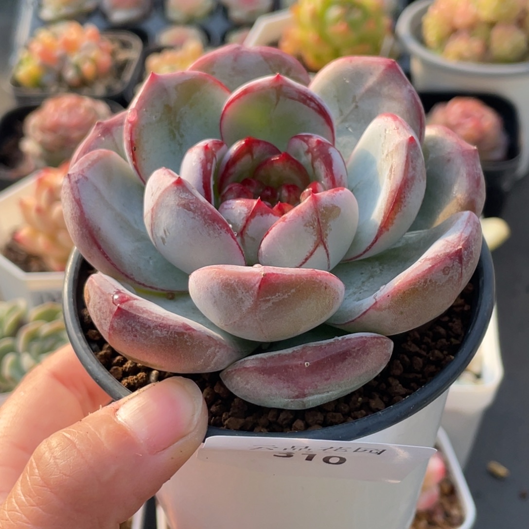 310号糖心冰心珍妮 血色浪漫