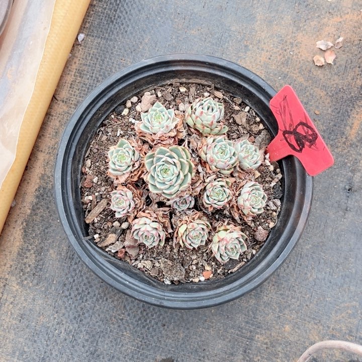 晨唔多肉一物一拍8