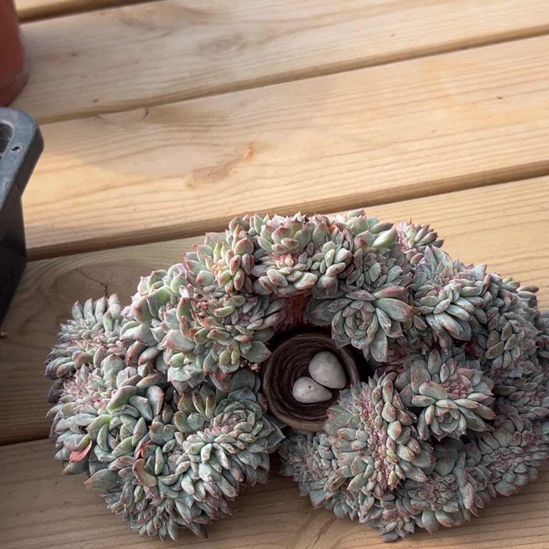 新年快乐 新年快乐