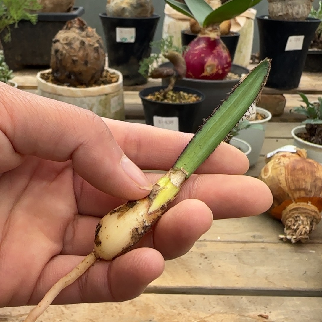 12斑刺花盏块根植物