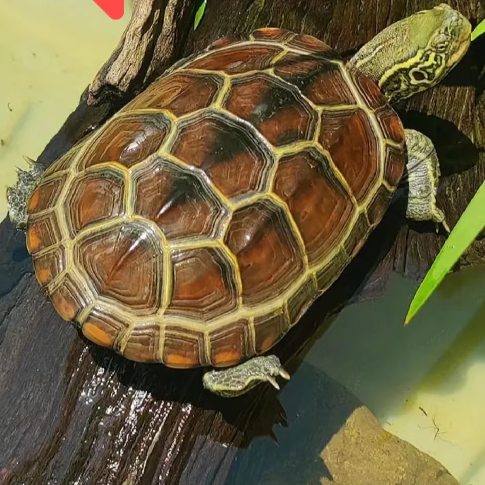 直播链接（挑选后下单，未挑选私拍发苔藓）南石龟草龟花龟