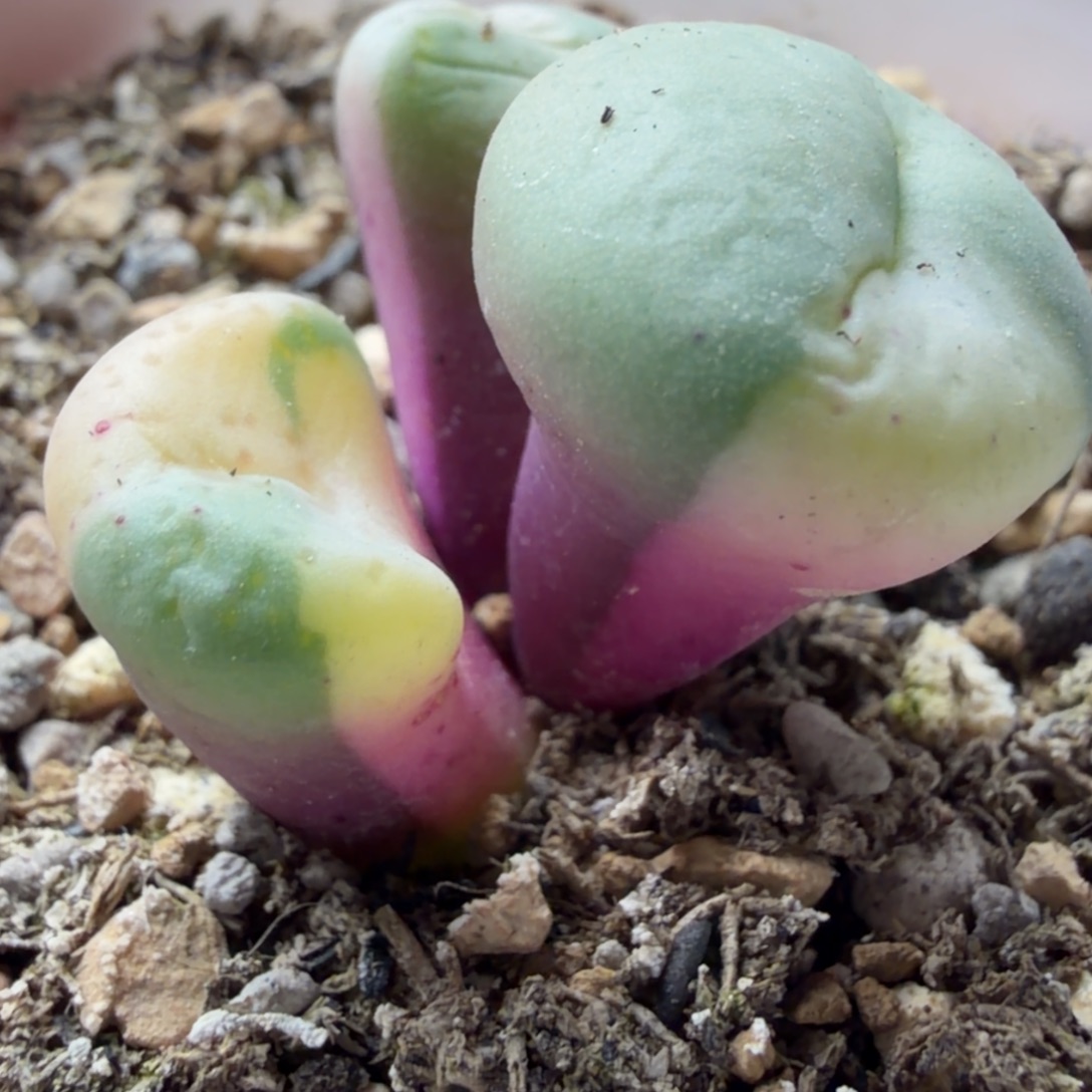 大饼锦福利三头精品