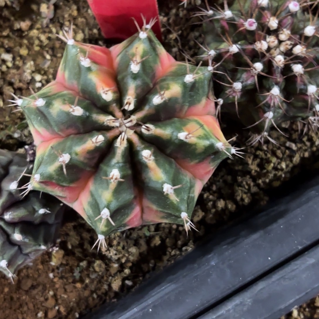 251-1211泰国发货多肉