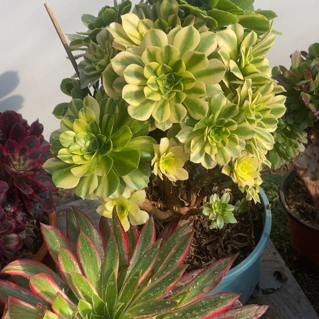 五彩琉璃➕凤凰多肉1颗