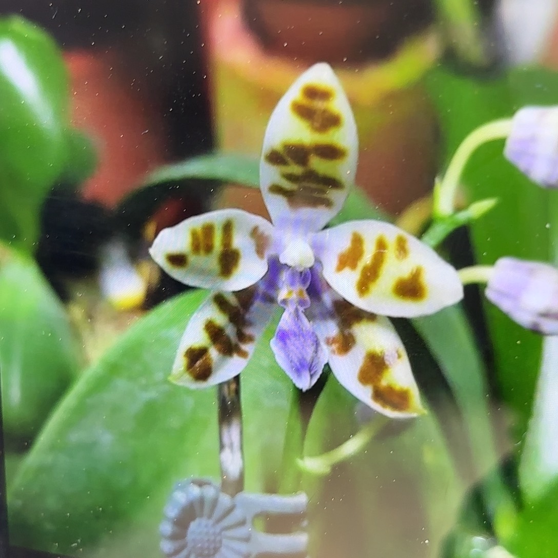 当前无花栽培后可以开花蓝玛丽