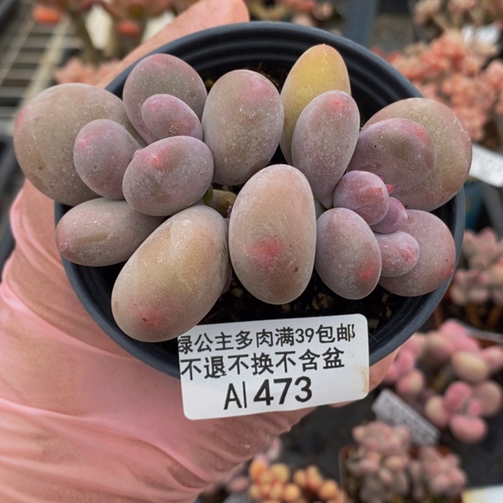 蛋黄奶8cm473多肉植物