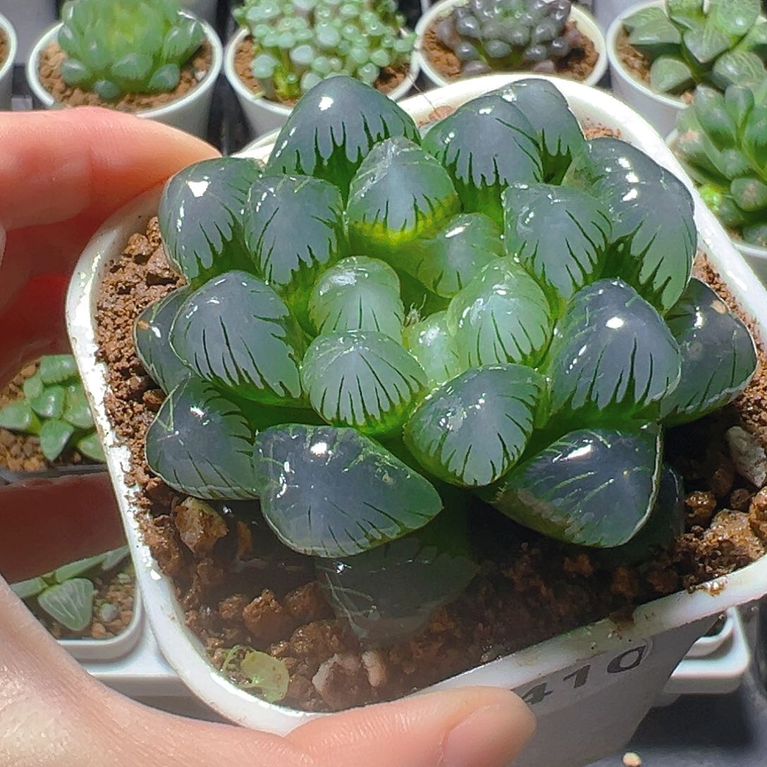 5410玉露多肉植物一颗