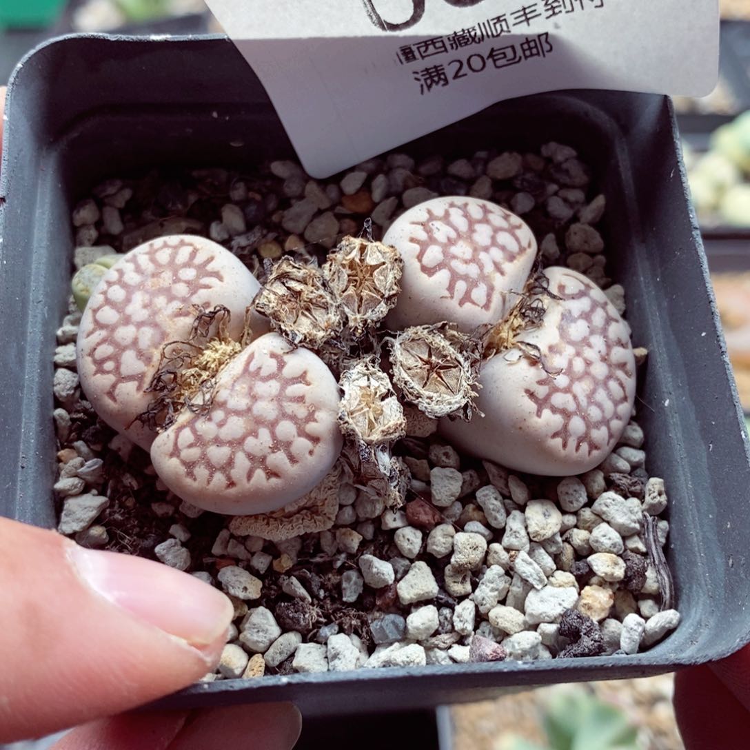 我的小姐姐们都是我065