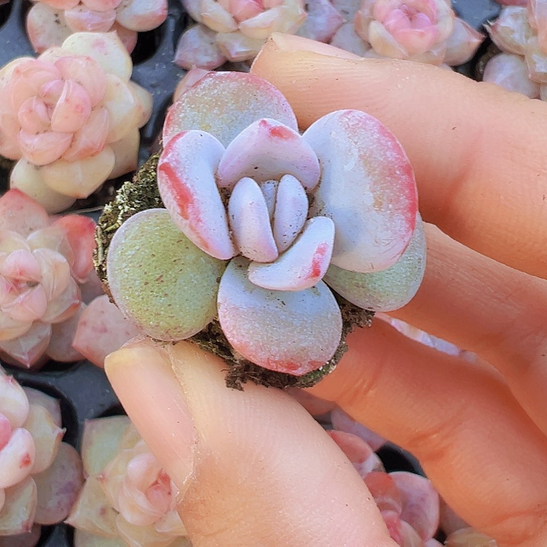 雪莲苗5颗19包邮多肉