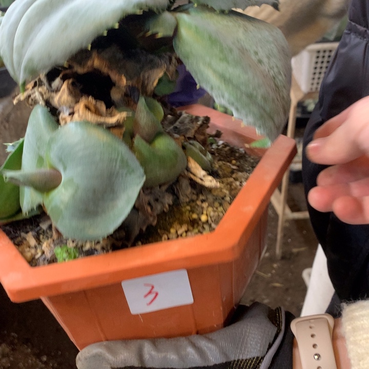 五***骨凤蝶3号。。。。。。。。。。