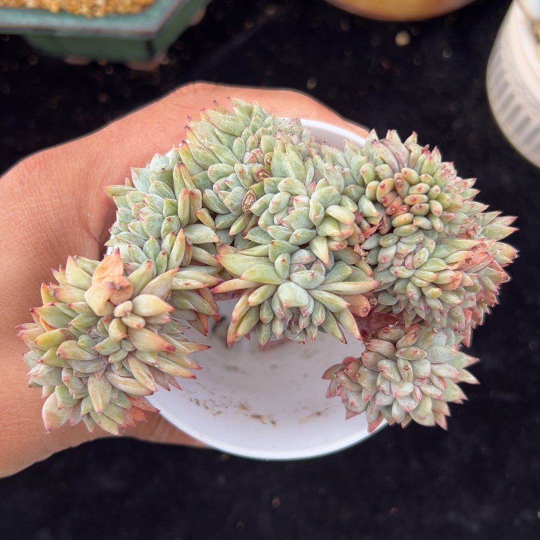 新年快乐 新年快乐