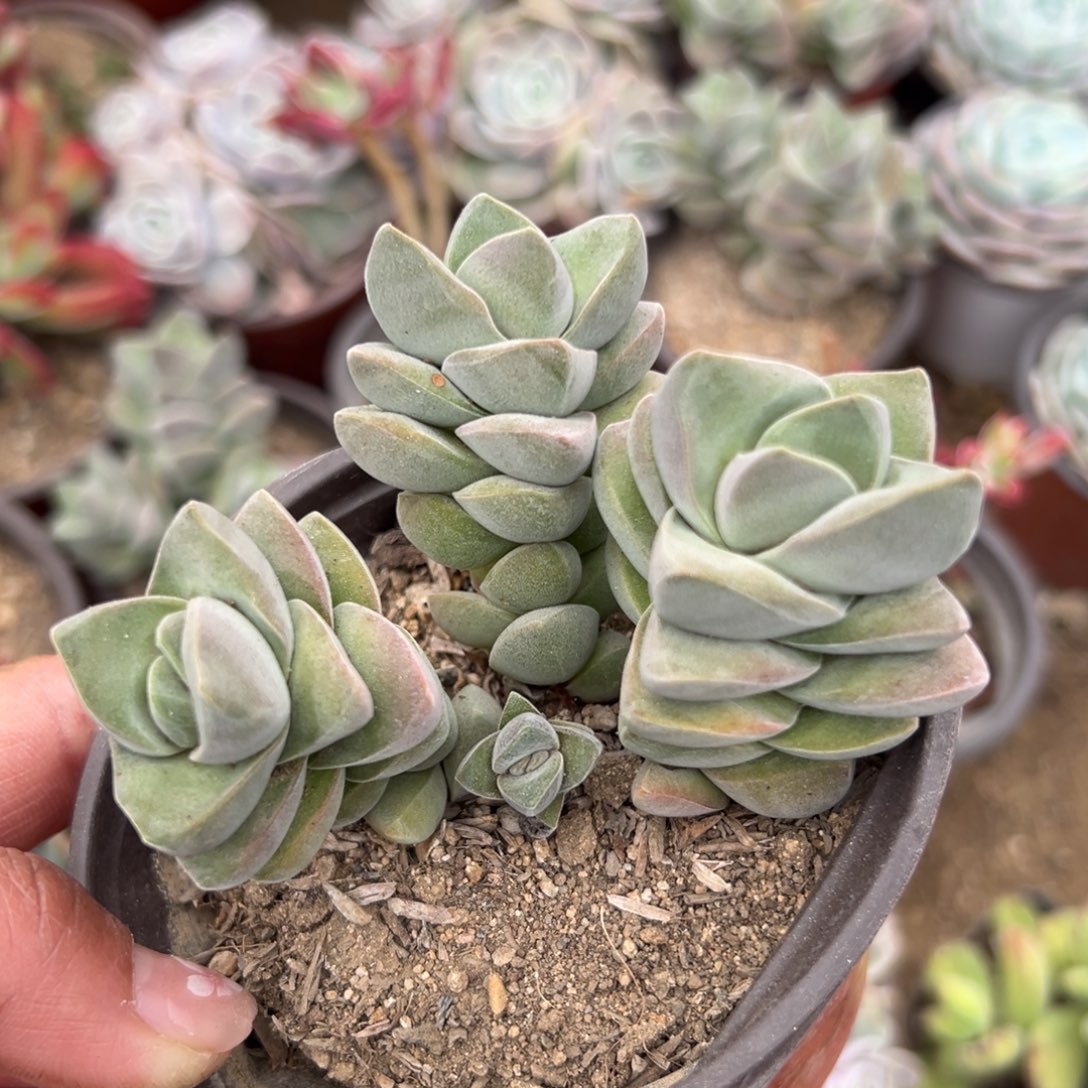 多肉植物多肉植物