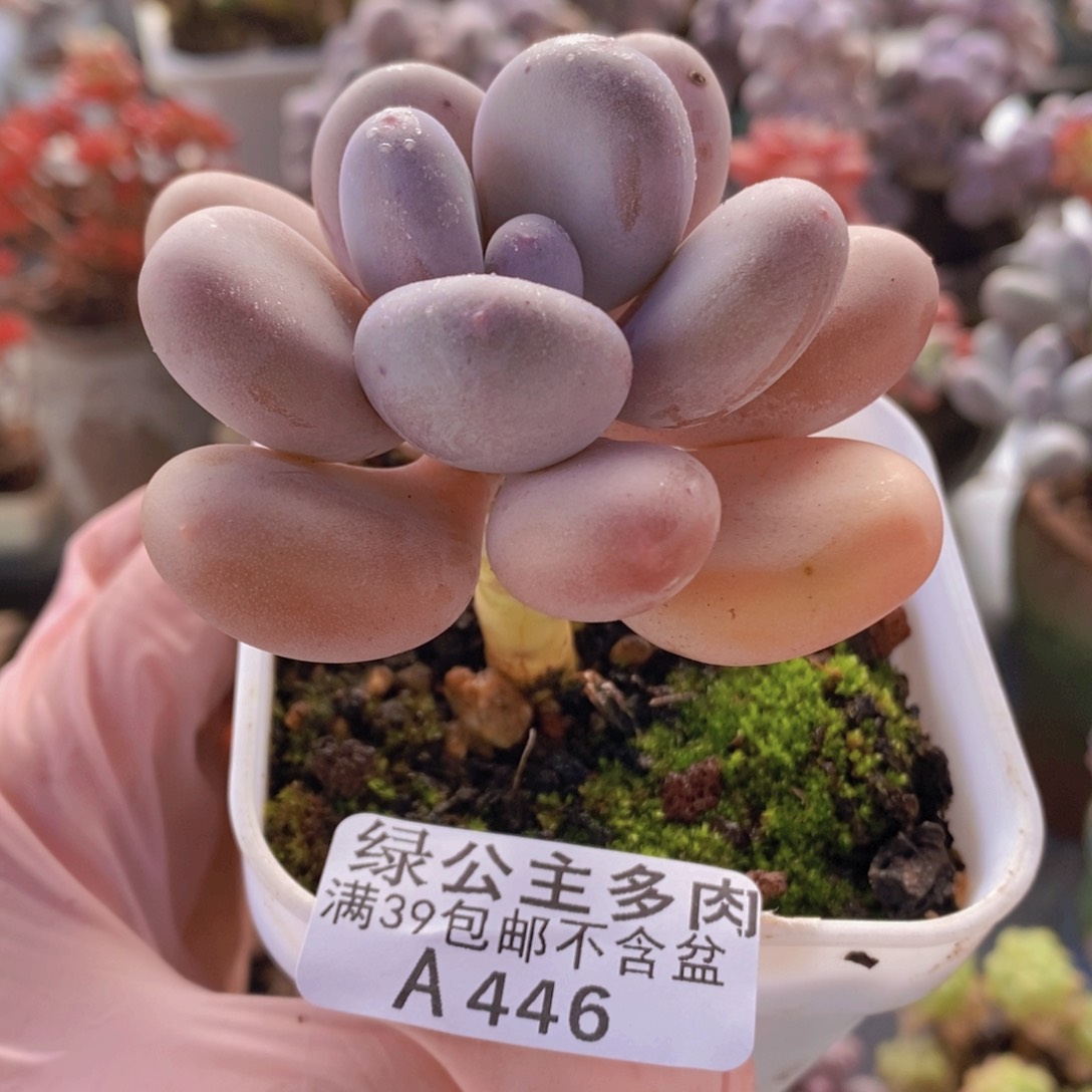 蛋黄奶单头446多肉植物