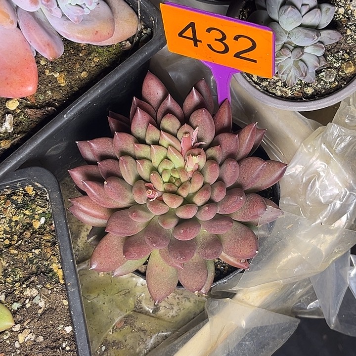 多肉植物绿体虞432