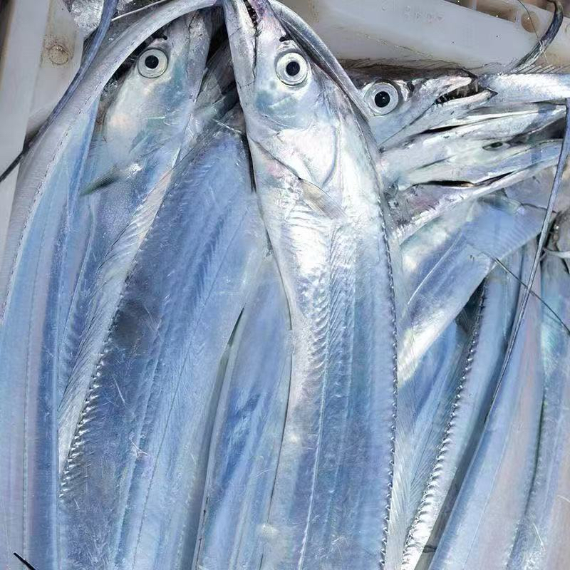 【特大号】青岛油带鱼 刀鱼 5-7两/条   4斤（7-8条）/份  偶有破肚整条发